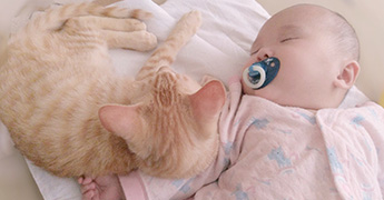 赤ちゃんとペットの画